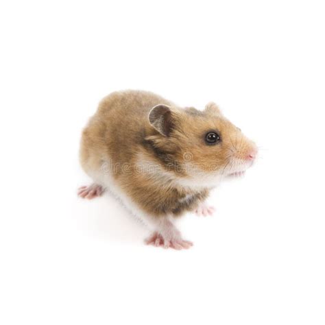 Hamster Stock Image Image Of Whiskers Background Closeup 8496515