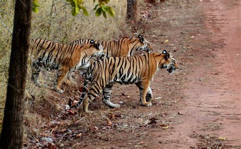 Hazaribagh National Park Jharkhand Wildlife Images Safari
