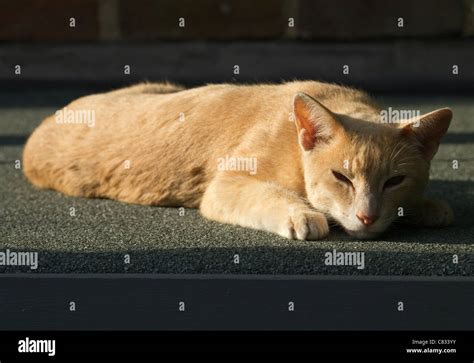 A Half Siamese Ginger Cat Lazes In Warm Late Afternoon Sun Stock Photo