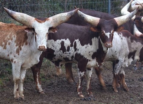 Ankole Watusi Cattle The Livestock Conservancy