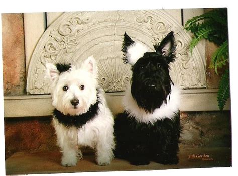 Love The Scottie And Westie Westies Cute Dogs West Highland Terrier