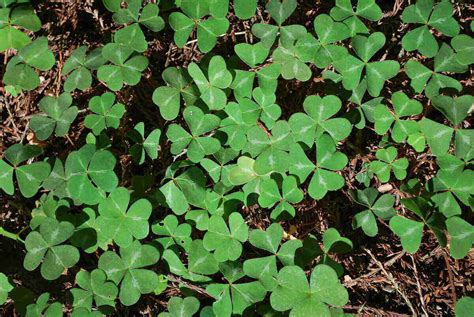 Benefits Of Planting Clover In Your Yard