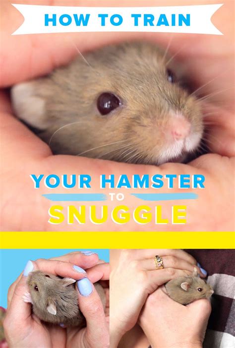 How To Teach Your Hamster To Snuggle Hamsters As Pets