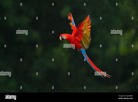 Red Parrot In Rain Macaw Parrot Fly In Dark Green Vegetation Scarlet