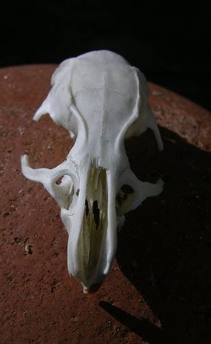 Brown Rat Skull Collected Near To Letcombe Regis Berkshir Flickr