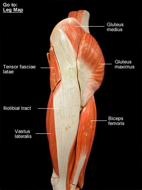 Anatomy muscle attachments skeltal chart. Thigh