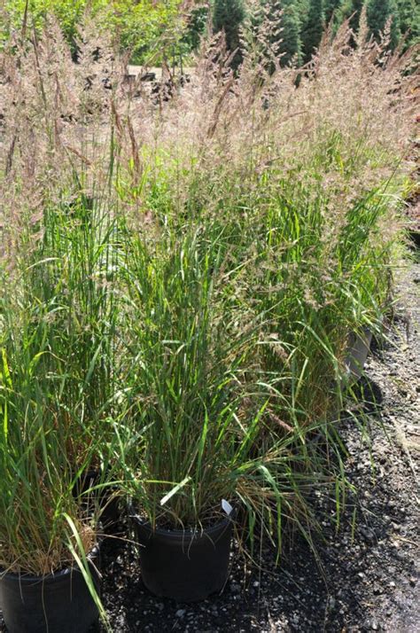 Grass Karl Foersters Feather Reed For Sale In Boulder Colorado