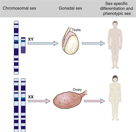 The Chromosomal And Genomic Basis Of Disease Thompson And Thompson