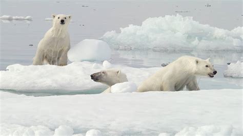 The Number Of Polar Bears In Canada Is Declining Faster And Faster Due