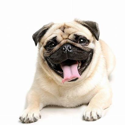 Fat Dogs Wallpapers Pug Backgrounds Screensaver