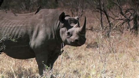 Western Black Rhino Driven To Extinction Abc News