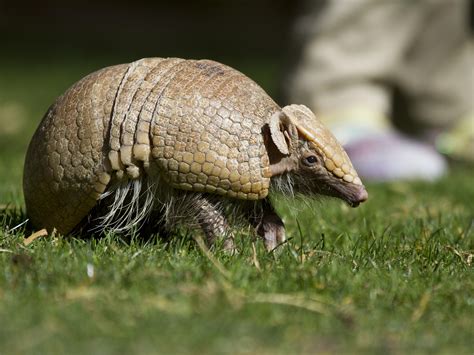 Armadillos May Be Behind Increase In Florida Leprosy Cases Health