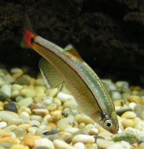 To Survive and Revive the Mind: Minute Minnow