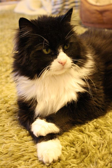 Tuxedo Cat With Crossed Paws Picture Free Photograph Photos Public