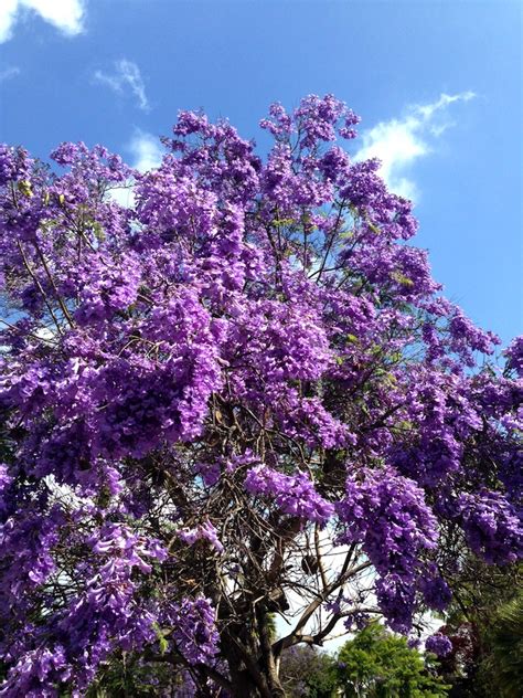 We rounded up our favorite purple flowers, from pale lilac to deep violet. 6 things i'm loving about san diego right now - My SoCal'd ...
