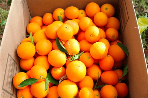 That's a lot of orange at once, even though it. What To Do When Life Gives You {Lots Of} Oranges! · One ...