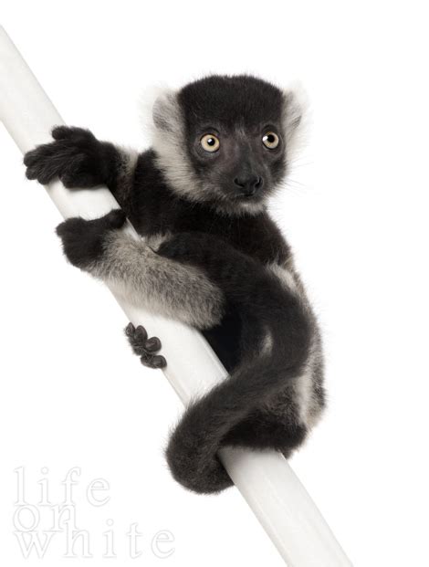 Black And White Ruffed Lemur Babies On White Zooborns