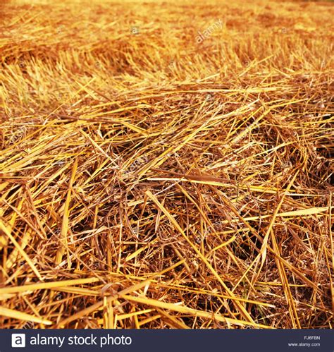 Hay Straw Stack Texture On Field Agriculture Background Stock Photo