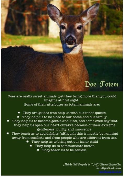 Doe Totem Animal Totem Spirit Guides Animal Spirit Guides Spirit