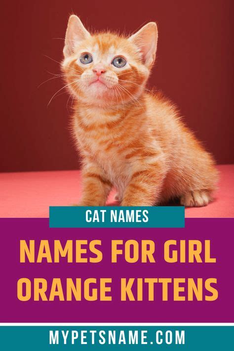 For Your New Orange Female Kitten You Might Want Something A Little