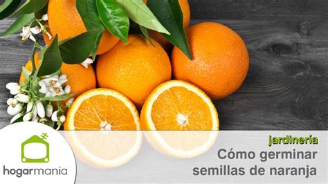 Cómo Germinar Semillas De Naranja