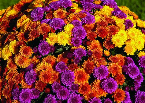 How To Create Vibrant Mum Combinations Greenhouse Grower