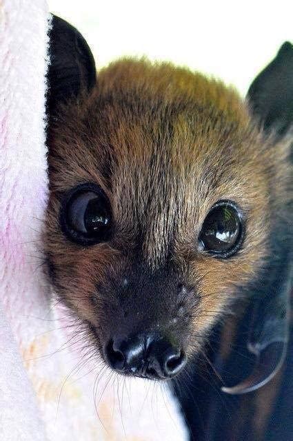 Baby Bat Cute Animal Picture