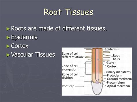 Ppt Plant Unit Roots Stems And Leaves Powerpoint Presentation