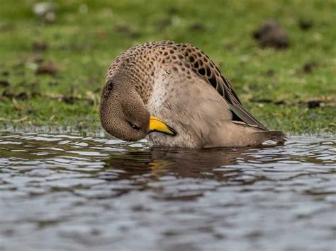 Yellow Billed Teal British Waterfowl Association