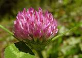 Pictures of Picture Of Red Clover Flower