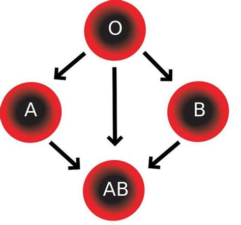 Grupy Krwi Rodzaje I Charakterystyka