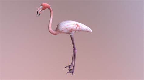 Greater Flamingo Buy Royalty Free 3d Model By Beeapo Ryansaputra