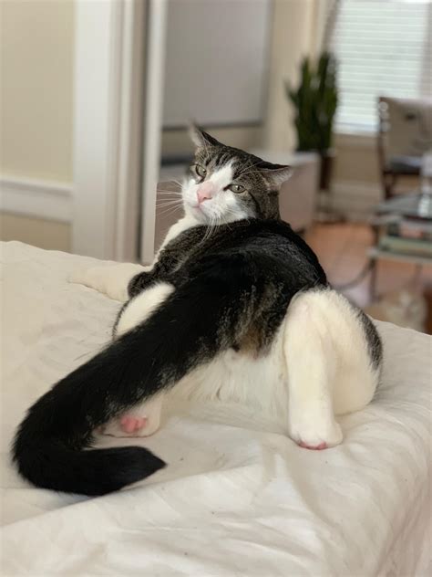 Please Caption This Photo Of My Sexy Cat Rcats