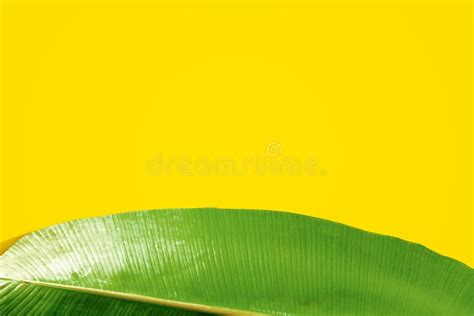 Banana Leaves In Vibrant Color Stock Image Image Of Gradient Design