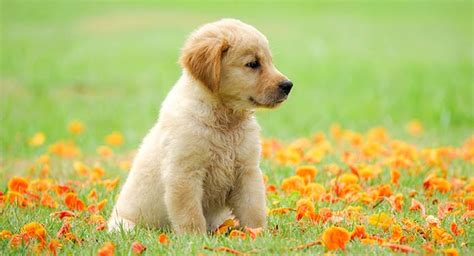 This golden retriever food contains epa and dha fatty acids in the ingredients that promote your dog's heart health, making it the most popular it is recommended for golden retriever puppies that will weigh over 50 pounds at maturity. Golden Retriever Puppy: Finding And Raising Your New Friend
