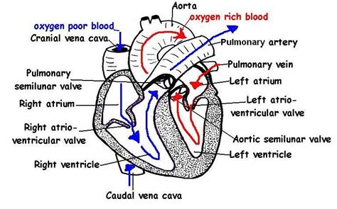 The Anatomy And Physiology Of Animalsheart Worksheetworksheet Answers