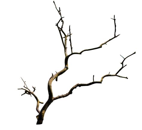 Branch Tree Clip Art Branch Png Download 934856 Free Transparent