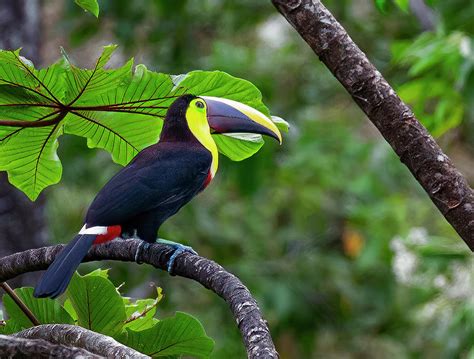 Costa Rican Toucan Photograph By Lowell Monke Pixels