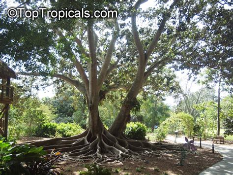 Ficus Macrophylla Ficus Macrocarpa Ficus Magnolioides Moreton Bay Fig