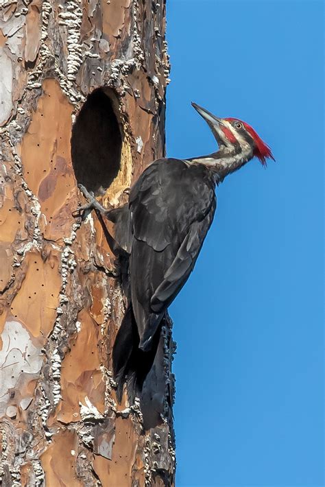 Pileated Woodpecker At Nest Waiting To Rotate The Egg Sitt Flickr