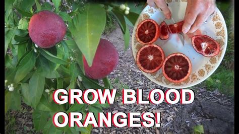 Growing Moro Blood Orange Tree And Citrus And Seeds Red Juice Fruit How To