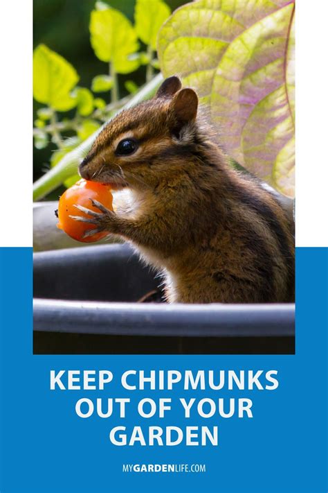 Keep Chipmunks Out Of Your Garden In 2021 Chipmunks Dog Friendly