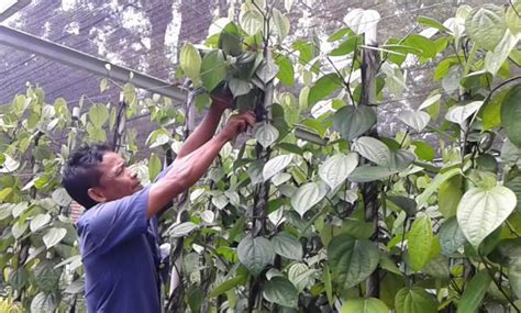 Harga jual merica yang selalu setabil ini membuat petani banyak yang berminat untuk membudidayakannya. Cara Pemangkasan Tanaman Lada Supaya Berbuah Lebat