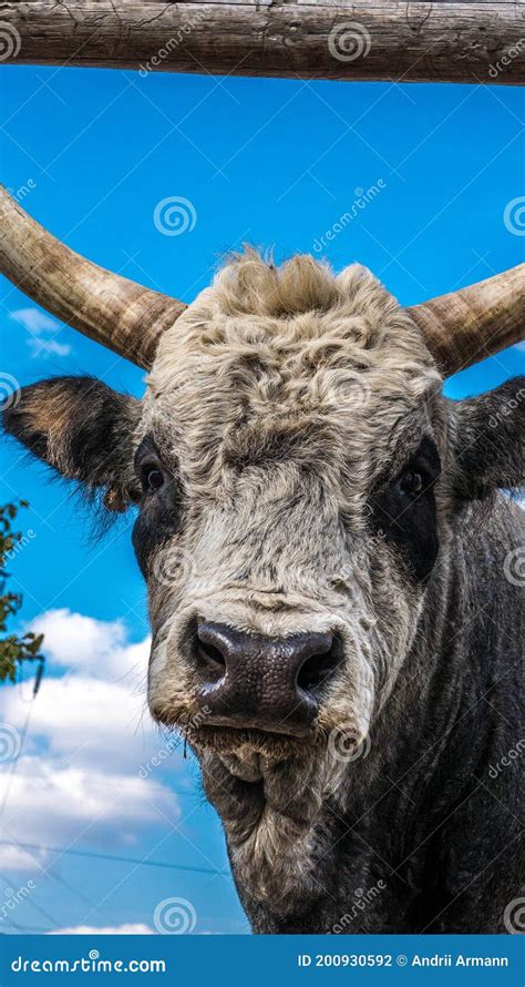 Horned Cow Close Up Horned Bull Animal On The Farm Stock Photo