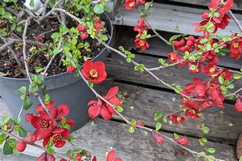 Chaenomeles X Superba Garden Center Bourguignon