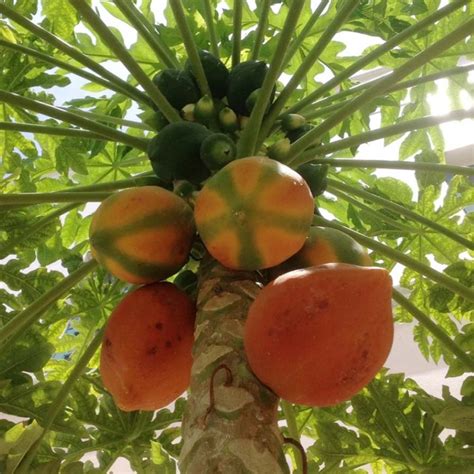 Papaya Red Lady Early Fruiting Buy Plants Online Pakistan Online