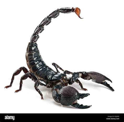 Emperor Scorpion Pandinus Imperator 1 Year Old In Front Of White