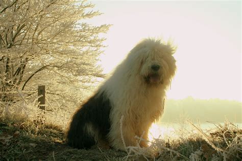 Old English Sheepdog My Doggy Rocks