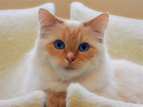 What Is A Flame Point Ragdoll Cat Cat Queries