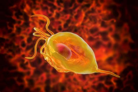 Royalty Free Trichomoniasis Pictures Images And Stock Photos Istock